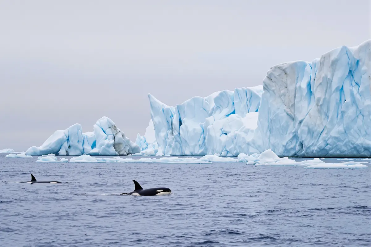 Greenland in crisis: orcas seen too close to collapsing ice shelves (urgent warning)